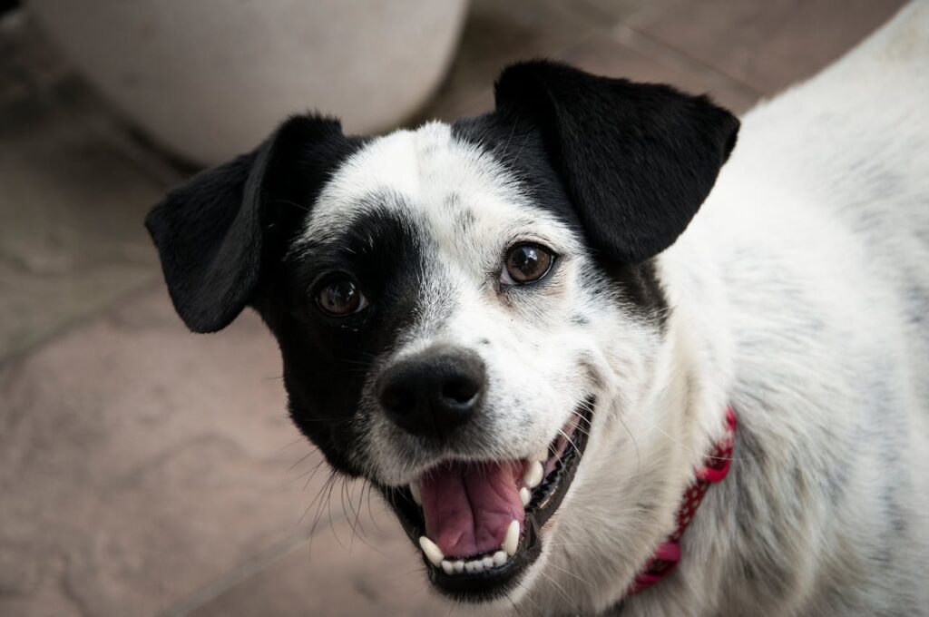 vitamine C supplementen voor honden