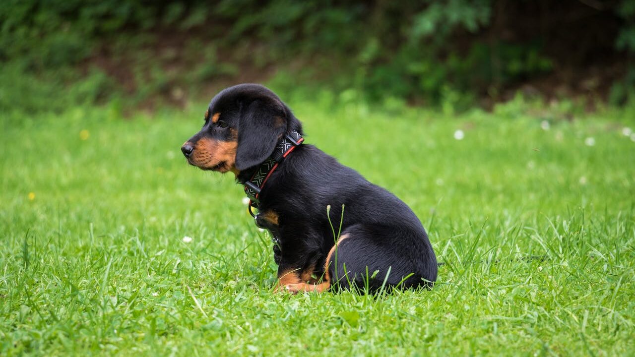 vitamine C supplementen voor honden