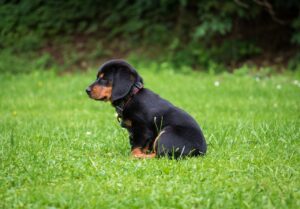 vitamine C supplementen voor honden